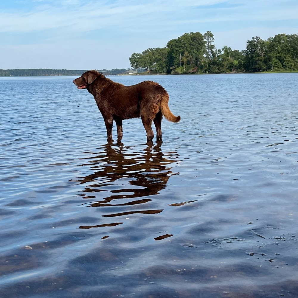 Meet your Posher, Lake life collections